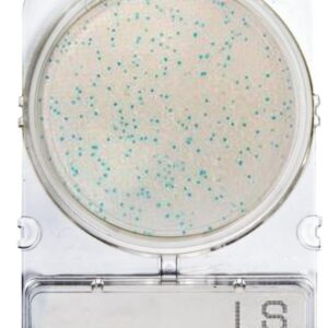 Compact Dry - Microbiología Superficies - Listeria