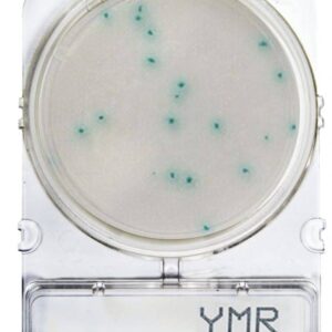 Compact Dry - Microbiología Superficies - Hongos y Levaduras